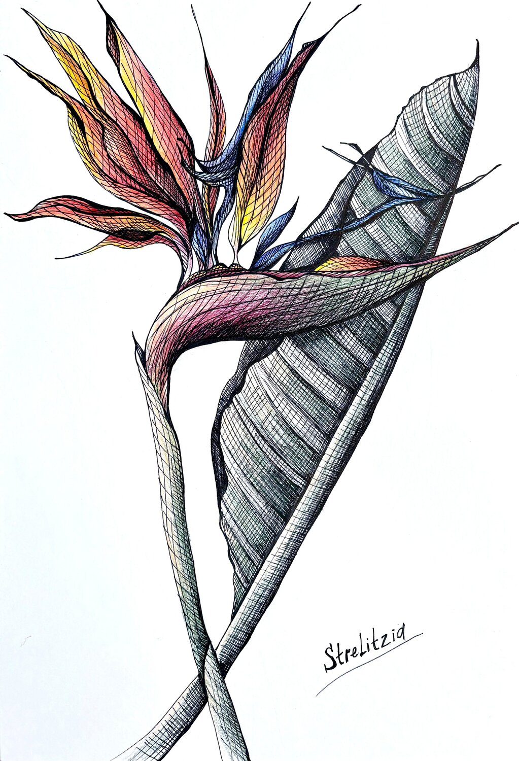 ORANGE STRELITZIA DRAWING Tuzhilkina Maria