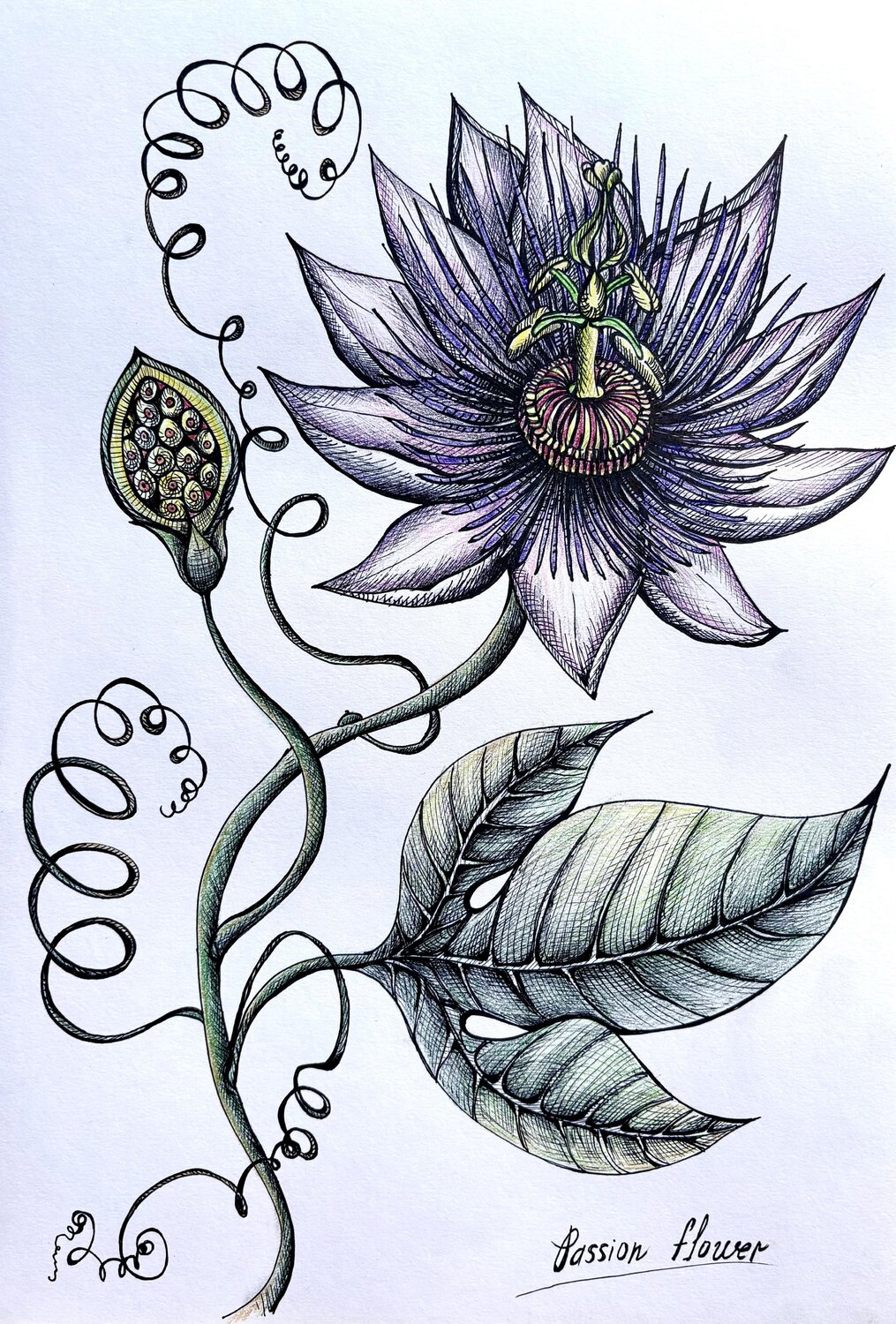PASSION FRUIT FLOWER Tuzhilkina Maria