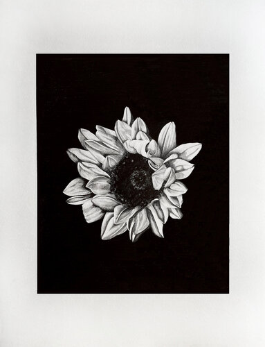 HELIANTHUS ANNUS by Lilly Sander, Drawing for Sale on Singulart