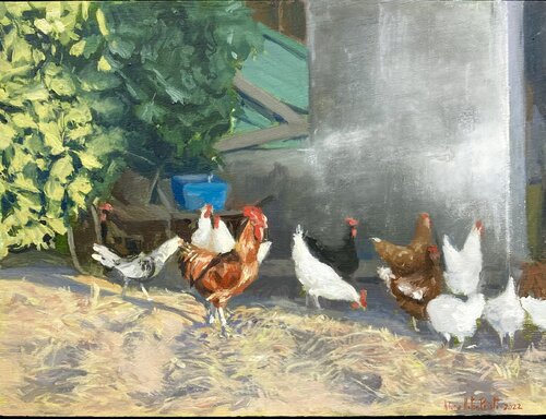 Poultry. Rooster with hens in the farm. Antonio Mateos Prieto