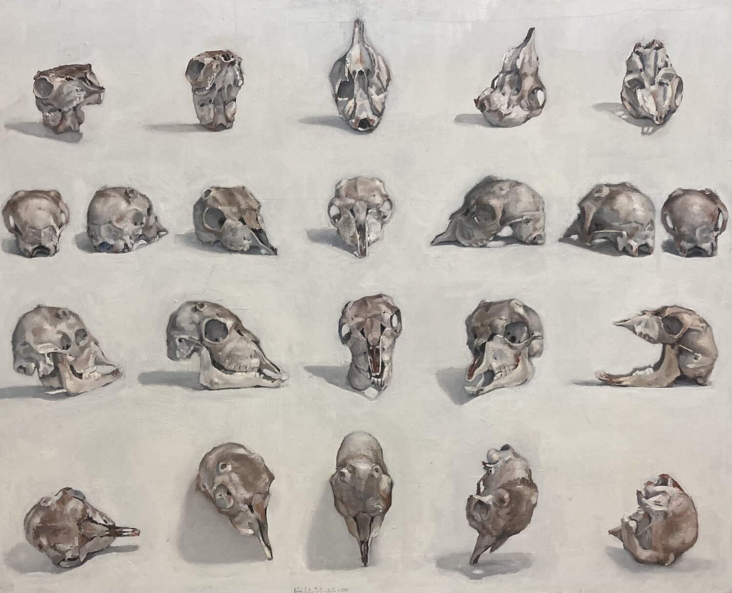 Cráneo de cabrito Antonio Mateos Prieto