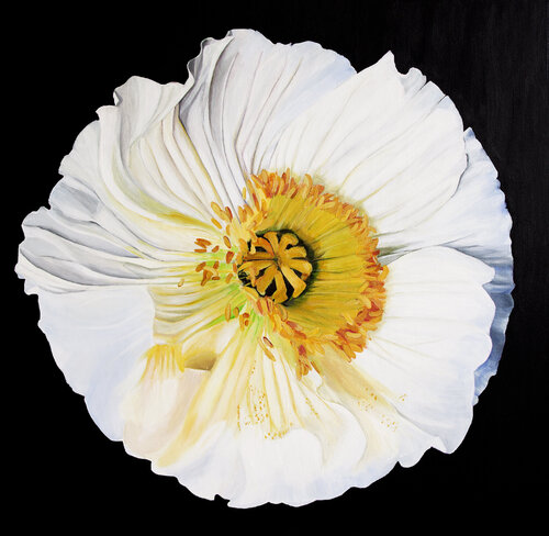 White poppy on a black background Svetlana Saratova