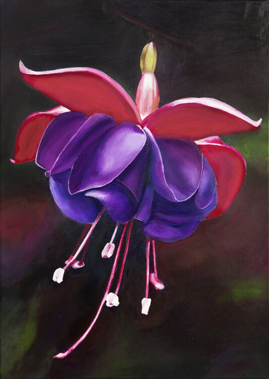 Fuchsia flower Svetlana Saratova