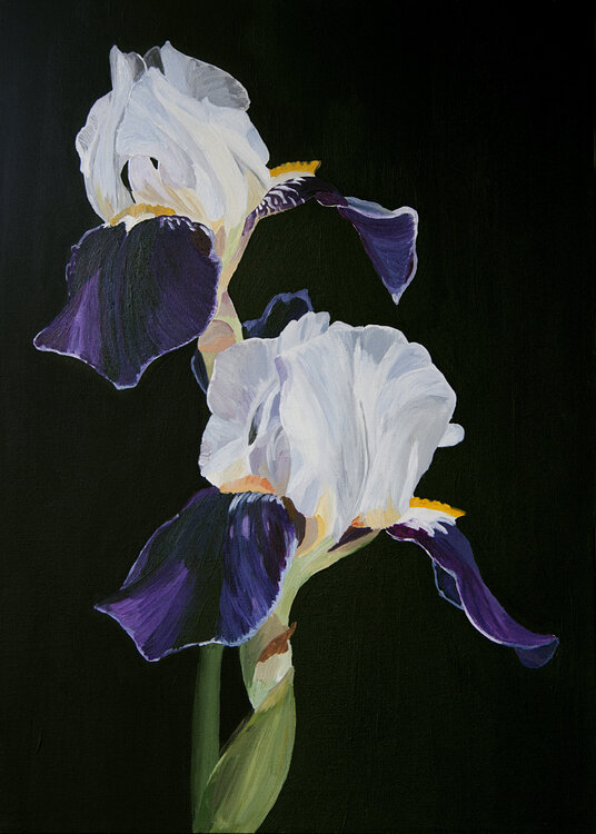 Iris on a black background Svetlana Saratova