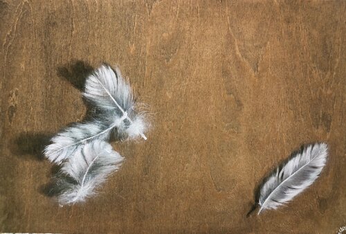 Feathers. A Study Behnaz Larsen