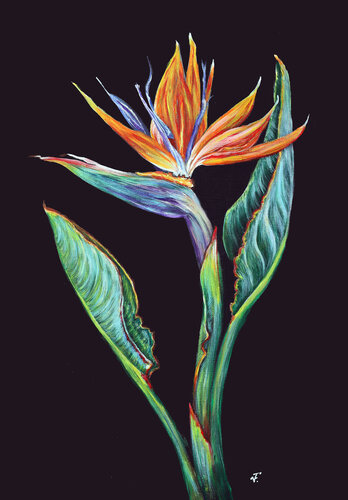 Strelitzia fiore. van Viktoriya Filipchenko, Schilderij te koop op Singulart