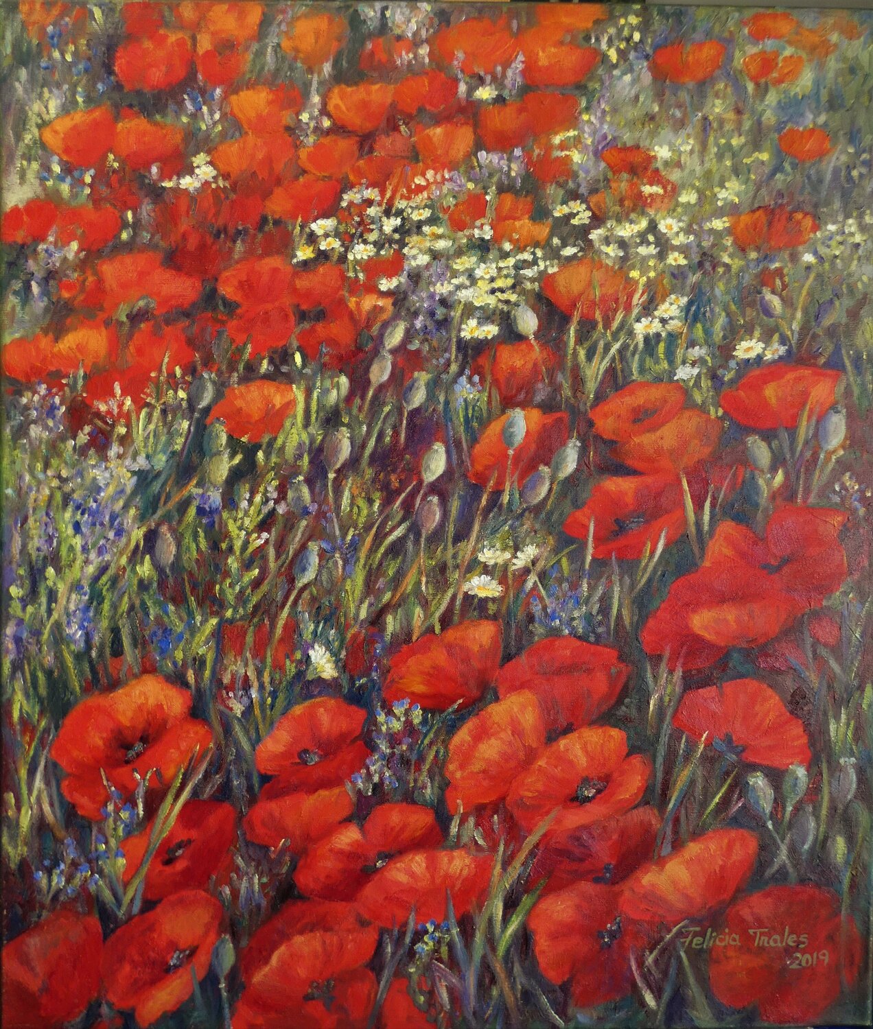 Wild red Poppies Felicia Trales