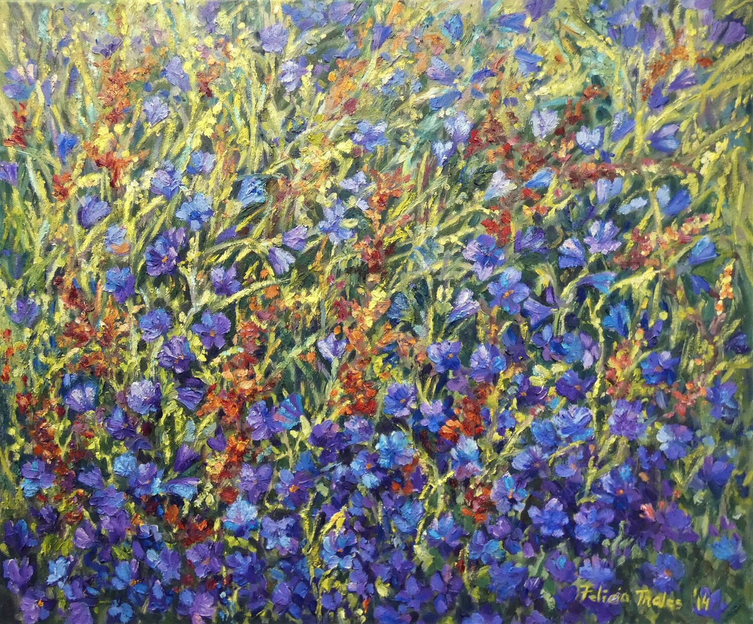 Wild Flowers Felicia Trales