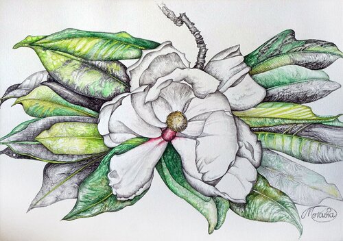 Sommermagnolie by Karin Steffek-Moravia, Work on Paper for Sale on Singulart