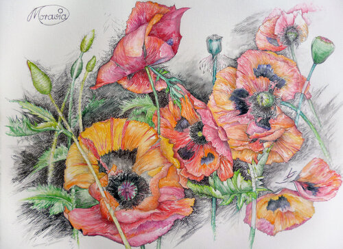 Vanitas der Mohnblüten di Karin Steffek-Moravia, Opera su carta in vendita su Singulart