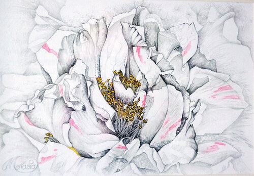 Weiße Kamelie by Karin Steffek-Moravia, 종이 for Sale on Singulart