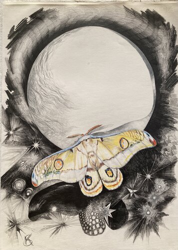 Orange Emperor Moth in Front of the Moon di Karin Steffek-Moravia, Opera su carta in vendita su Singulart