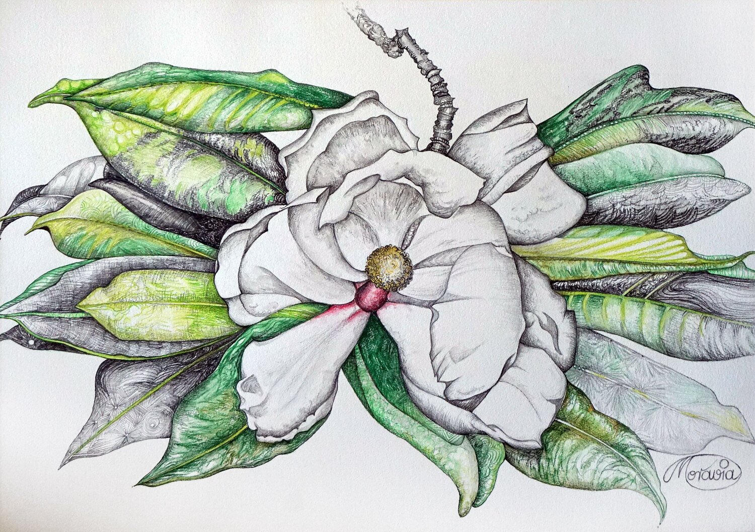 Sommermagnolie Karin Steffek-Moravia