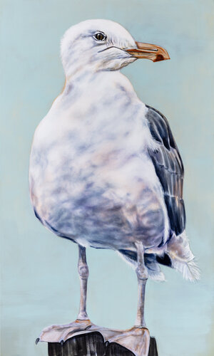 Herring Gull van Tracy Ostmann Haschke, Schilderij te koop op Singulart