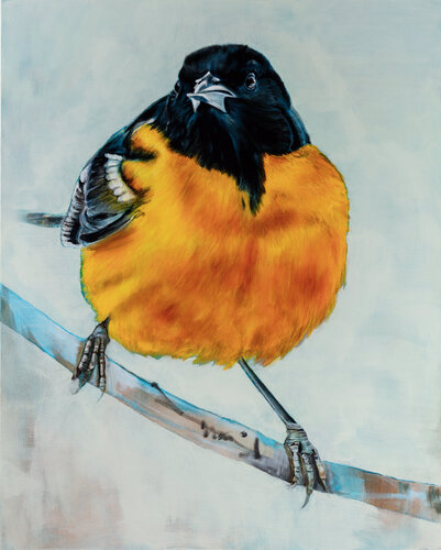 Baltimore Oriole van Tracy Ostmann Haschke, Schilderij te koop op Singulart