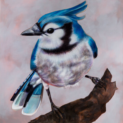 Blue Jay Bird van Tracy Ostmann Haschke, Schilderij te koop op Singulart