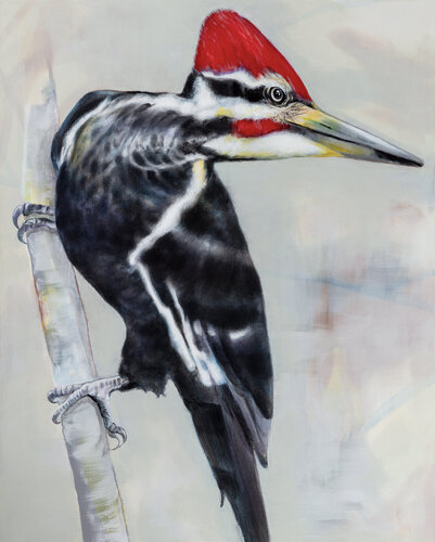 Pileated Woodpecker bird van Tracy Ostmann Haschke, Schilderij te koop op Singulart