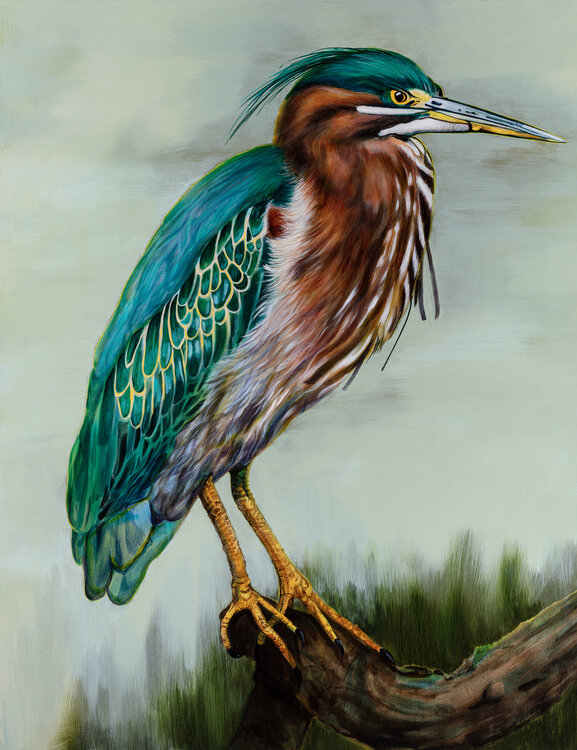 Green Heron Tracy Ostmann Haschke