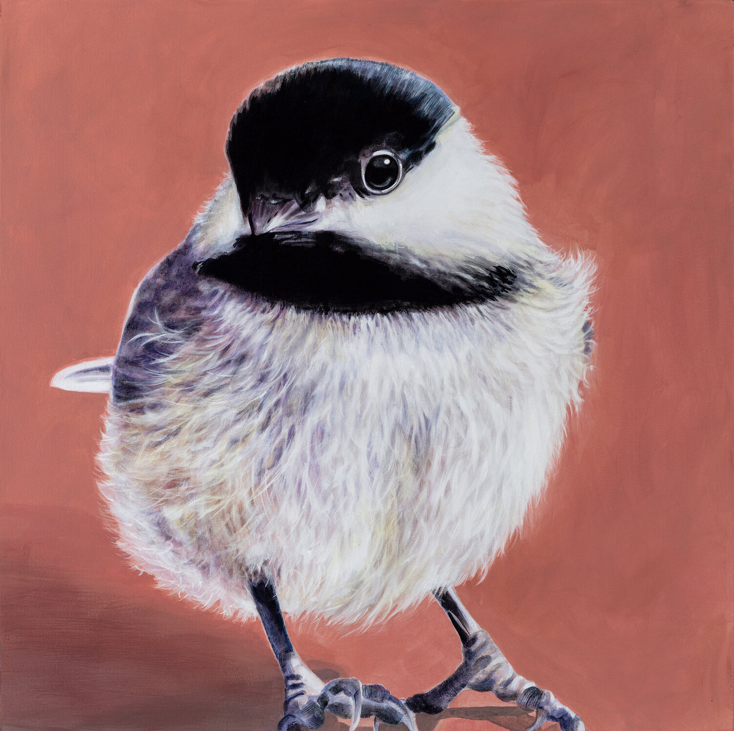 Black-Capped Chickadee Bird Tracy Ostmann Haschke