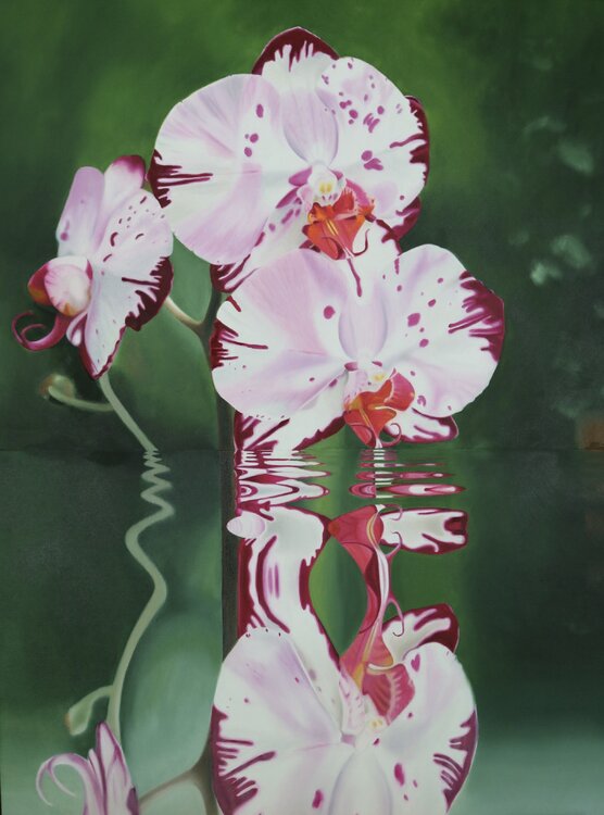 CARNIVAL Enzo FORGIONE