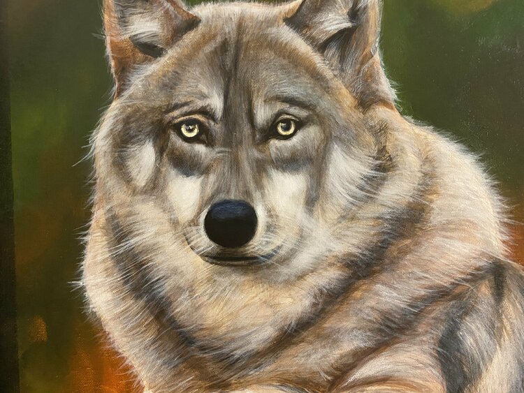 wolf Eka Peradze
