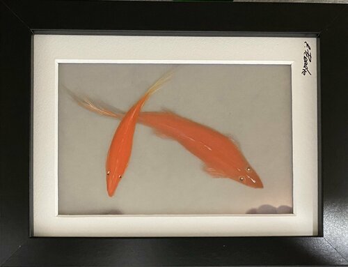 Gold Fisch Eka Peradze