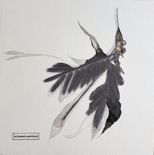 Mimosa 4 de Suzanne Marcelle, Dibujo a la venta en Singulart
