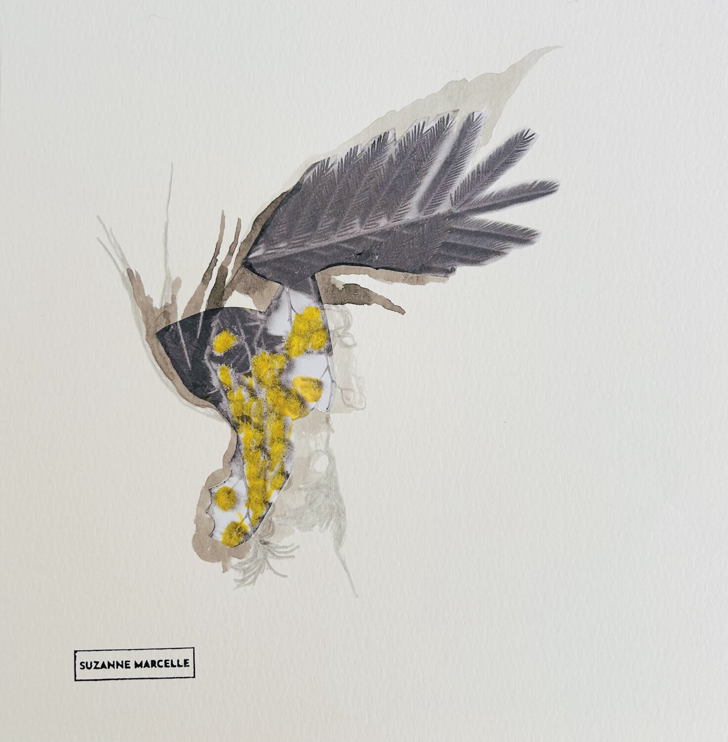 Mimosa 5 Suzanne Marcelle Dessin à vendre
