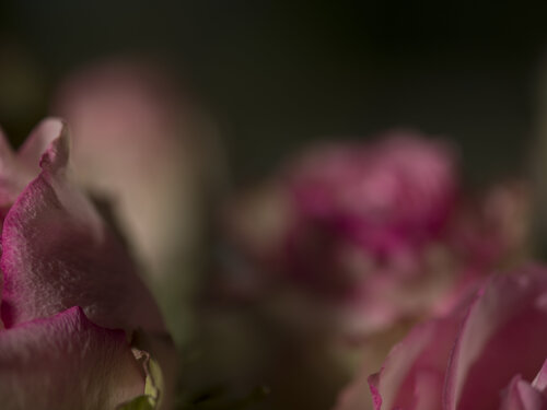 Still Life - Roses 2 di Barry Kootchin, Fotografia in vendita su Singulart