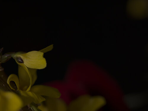 Yellow in a Dark Field Barry Kootchin