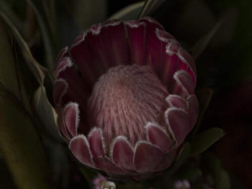 Protea Pink Ice Barry Kootchin