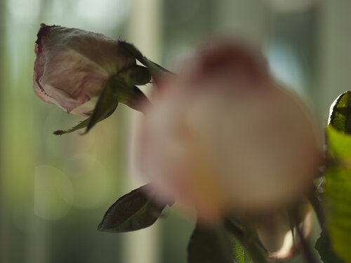 Still Life - Pink Rose Dried Barry Kootchin
