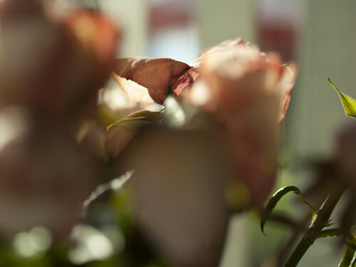 Still Life - Pink Rose 2 Barry Kootchin