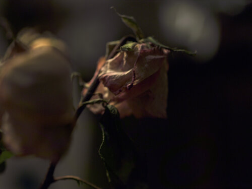 Still Life - Pink Rose Dried 2 di Barry Kootchin, Fotografia in vendita su Singulart