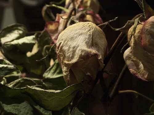 Still Life - Pink Rose Dried 3 Barry Kootchin