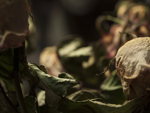 Still Life - Pink Rose Dried 5 Barry Kootchin