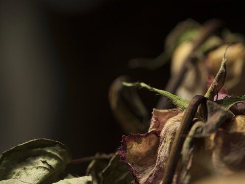 Still Life - Pink Rose Dried 6 Barry Kootchin