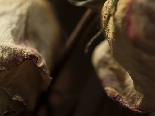 Still Life - Pink Rose Dried 7 Barry Kootchin
