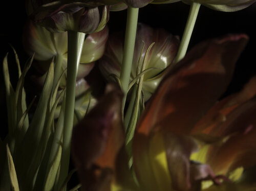Still Life - Flowers, Red & Green di Barry Kootchin, Fotografia in vendita su Singulart
