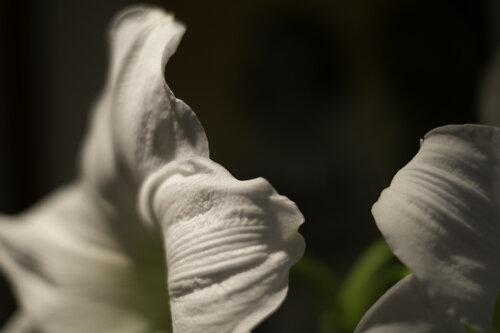 Still Life - Flowers White di Barry Kootchin, Fotografia in vendita su Singulart
