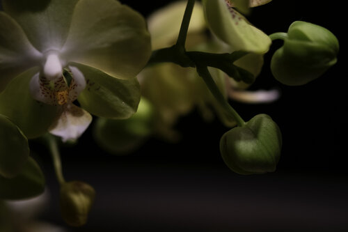 Still Life - Green Orchids di Barry Kootchin, Fotografia in vendita su Singulart