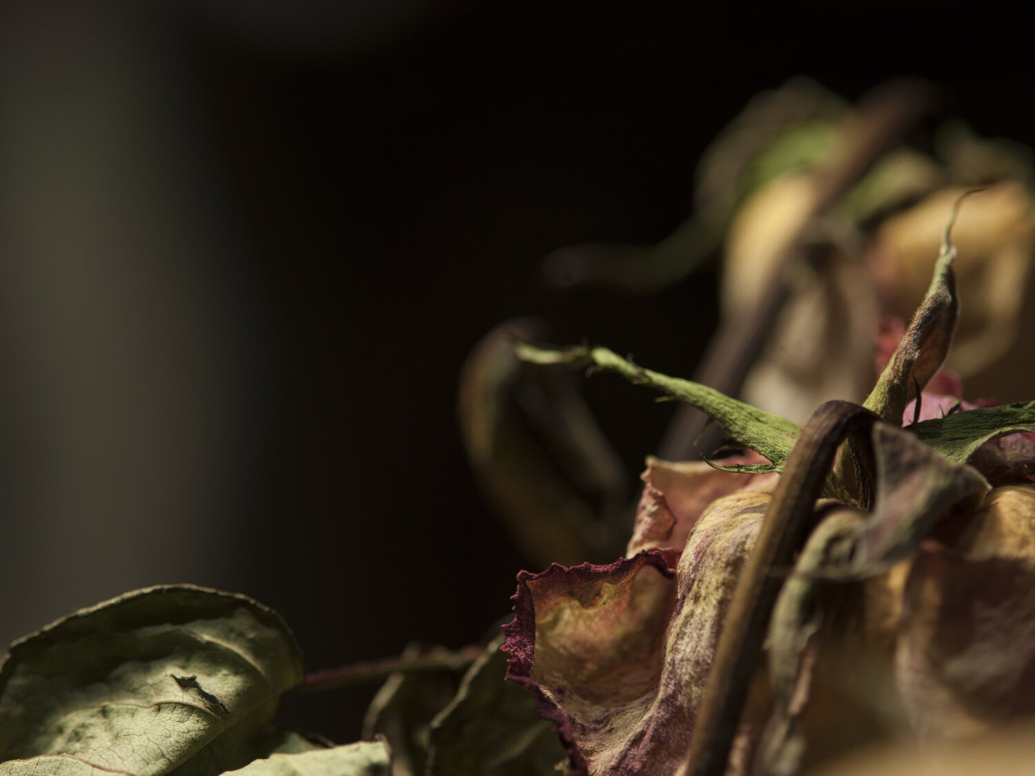 Still Life - Pink Rose Dried 6 Barry Kootchin