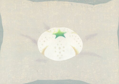 sleeping pillow (sea urchin) by Shizuka Nakanishi, Work on Paper for Sale on Singulart