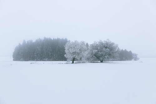Ice Queen’s Garden von Luis dos Santos, Fotografie kaufen auf Singulart