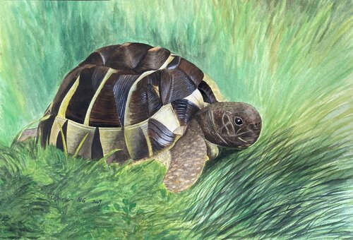 Turtle by Demi Ng, Work on Paper for Sale on Singulart