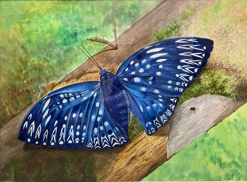 電蛺蝶 Dichorragia nesimachus by Demi Ng, Other Media for Sale on Singulart