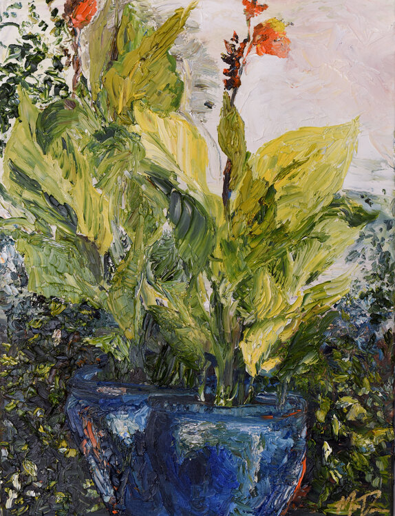 Spirted Canna Morgan Dreese
