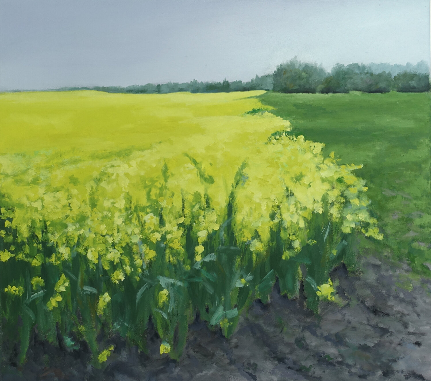 Rapsfeld 8 Leni Winkelmann