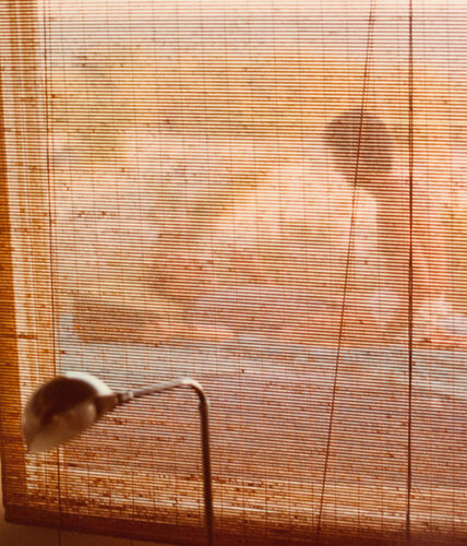 The Pines, Fire Island van David Hockney, Afdruk te koop op Singulart