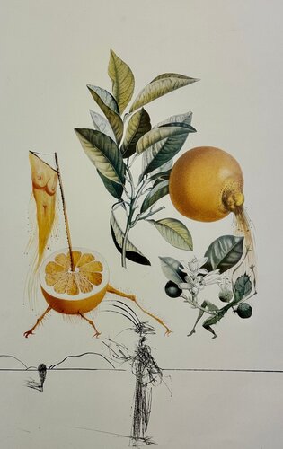 Flordali , Les Fruits : Pamplemousse Erotique par Salvador Dalí, Édition en vente sur Singulart